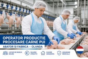 Operator producție carne pui în Olanda – locuri de muncă în abator și fabrică